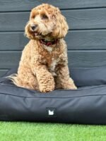 ⁦سرير الكلاب مايتي حجم متوسط الى كبير - أخضر جيشي⁩ - الصورة ⁦9⁩